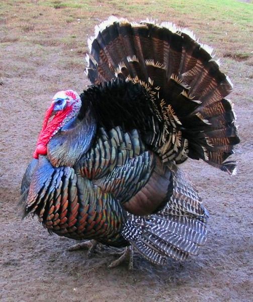 503px-Male_north_american_turkey_supersaturated