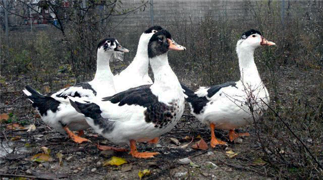 moulard-ducks-7